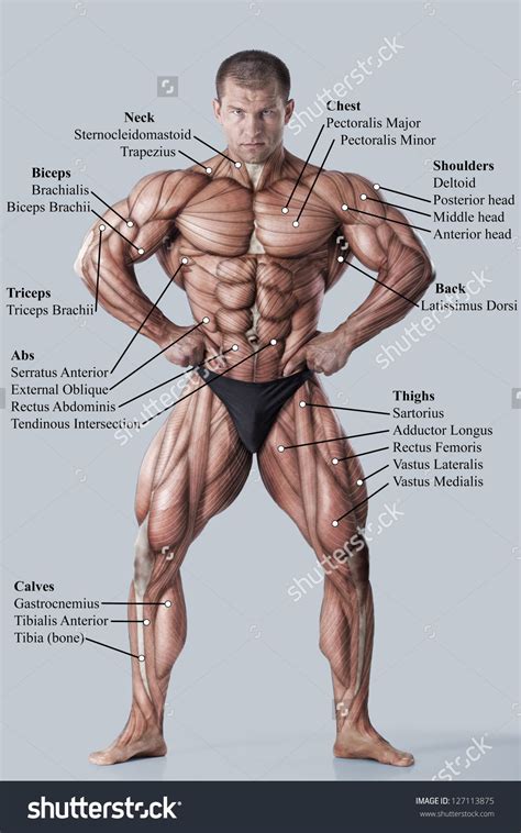If you know the logic of how a muscle name was sometimes the locations of muscles's origins or insertions are incorporated into their names. Muscle Chart Male | Muscle anatomy, Human body anatomy ...