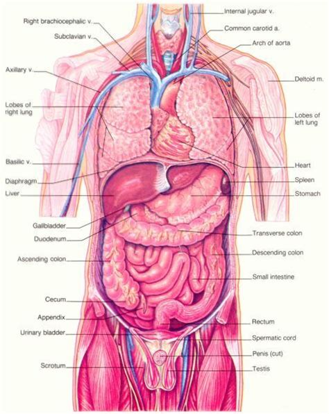 Male human anatomy vector diagram. organ diagram male