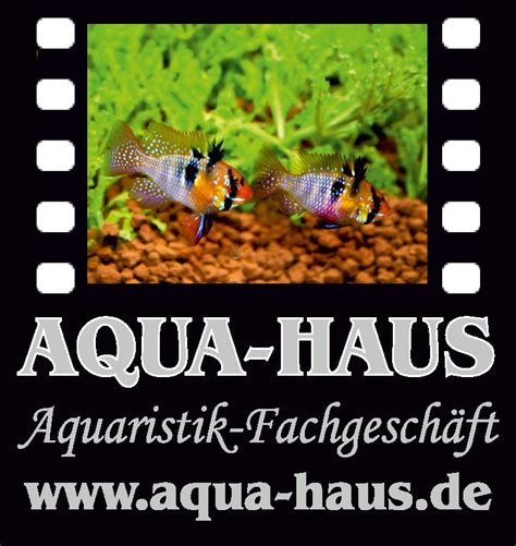 Außerdem hauptsponsor der internationalen treffen der westafrika cichliden gruppe (jährliches wac meeting dülmen) sowie vom aquarianerverein. Norbert Zajac - 33 Tage,Frühstück schmeckt.