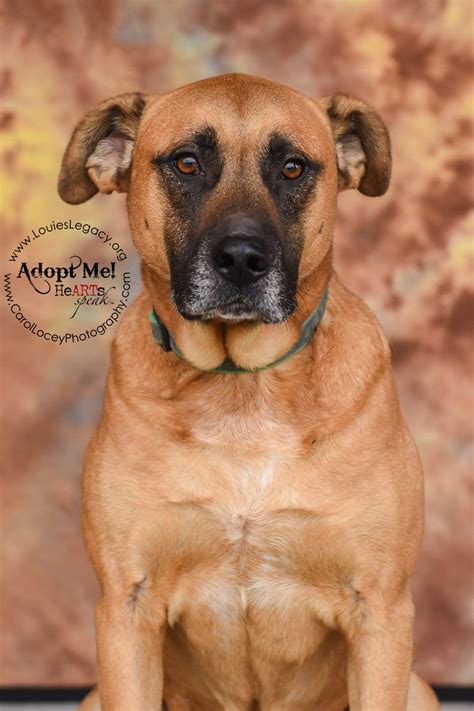 Our store also offers grooming, training, adoptions, veterinary and together with petsmart charities, we help save over 1,500 pets every day through adoption. Jake is available for adoption through www.louieslegacy ...