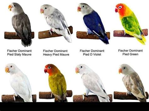 Maybe you would like to learn more about one of these? Harga Burung Lovebird Batman Kepala Putih | Lovebirds Lover