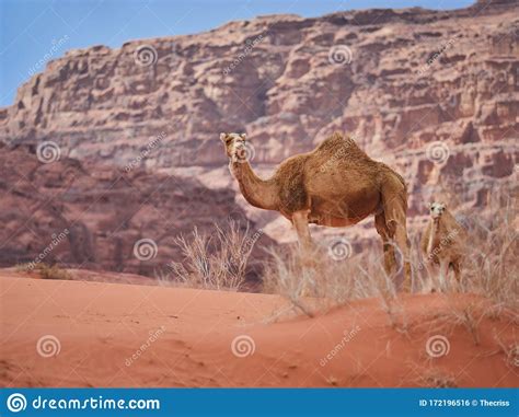 As for meanings, it is often used in the context of hot. Camel In The Desert Wadi Rum Desert In Jordan, One Hump ...