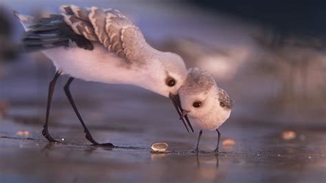 We did not find results for: Piper, Disney Pixar's Adorable Short Film Premiering in ...