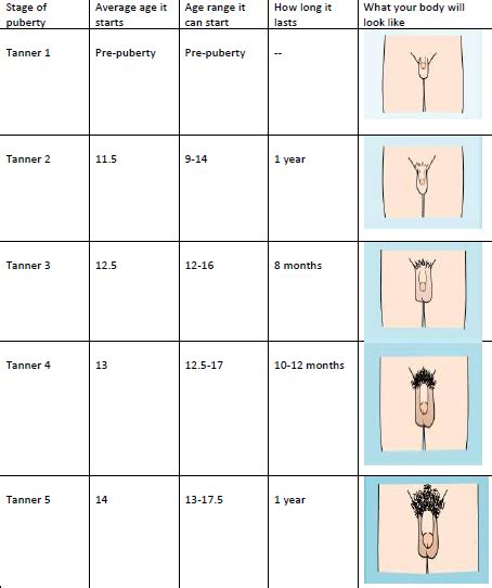 For boys the first stage is testicular growth and for girls the first stage is breast development. puberty — Health Info — Plateau Pediatrics