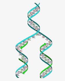 Student exploration meiosis gizmo answer key 4 pages long waves gizmo answer key worksheet waves worksheets with. Transparent Dna Strand Png - Cell Division Gizmo Answer ...