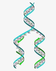 Information about their common structures is provided (and the structures are. Transparent Dna Strand Png - Cell Division Gizmo Answer ...