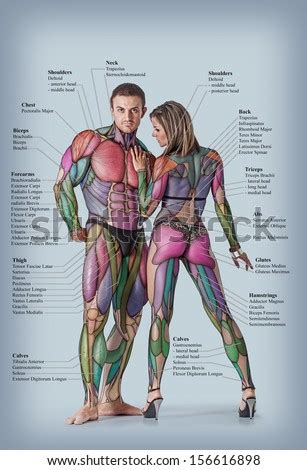 This is the updated amoeba sisters human organ systems video, which provides a brief function introduction to each of the 11 human organ systems. Anatomy Male Female Muscular System Anterior Stock Photo ...