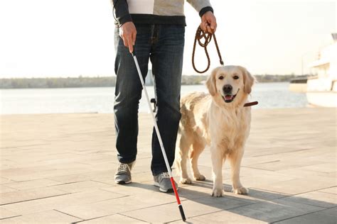 Blindenführhunde, umgangssprachlich blindenhunde, sind speziell ausgebildete assistenzhunde, die blinden oder hochgradig sehbehinderten menschen eine gefahrlose orientierung sowohl in vertrauter als auch in fremder umgebung gewährleisten sollen. Blindenhund - Alles über die Blindenführhunde