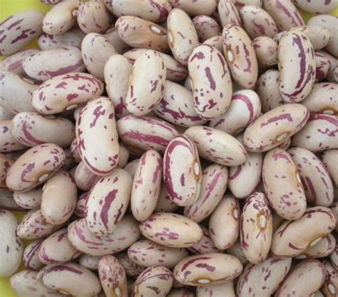 Kidney beans, like other beans, are rich in soluble and insoluble fiber. Sugar Beans Manufacturer in Kimberley South Africa by ...