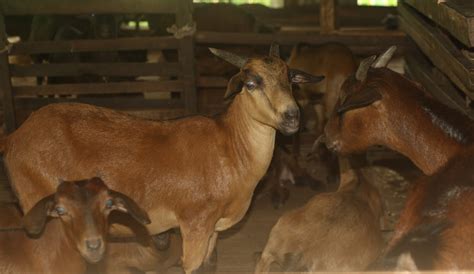 Ready kambing super besar jenis : http://agrohias.blogspot.com: Ternakan Secara Kecil ...