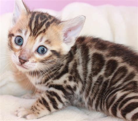 They love to play, are constantly moving around and love to be busy. Norla Bengal Kitten for sale EXOTIC KITTENS HOUSE