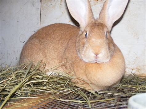 The flemish giant rabbit is undisputedly the heaviest and largest among all known breeds of rabbits in the world. Homemade Alaska: Newest Edition to the Homestead - A ...