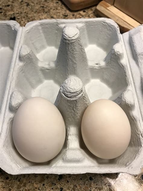 Find pekin duck in canada | visit kijiji classifieds to buy, sell, or trade almost anything! My first 2 Pekin duck eggs were laid today!!! So exciting ...