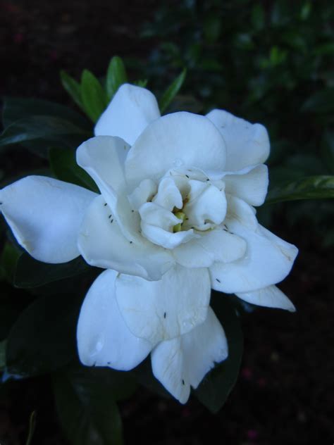 It doesn't require any pruning, but is. Jubilation™ Gardenia | Gardenia, Flowers, Plants