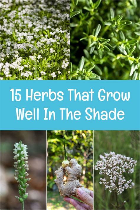 These petite marigolds do well in hot, dry sites and make for a wonderful edging plant. 15 Herbs That Grow Well In The Shade in 2020 | Herbs ...