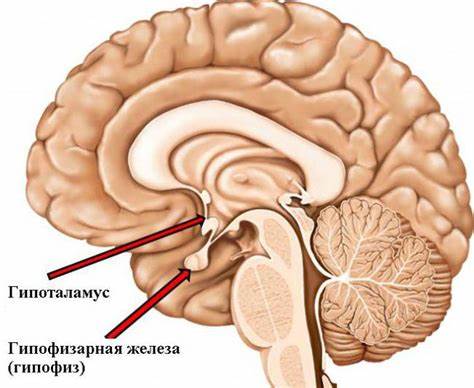Диета тиреоидит щитовидной железы Острый тиреоидит: причины и лечение Острый тиреоидит: причины и лечение Диета тиреоидит щитовидной железы