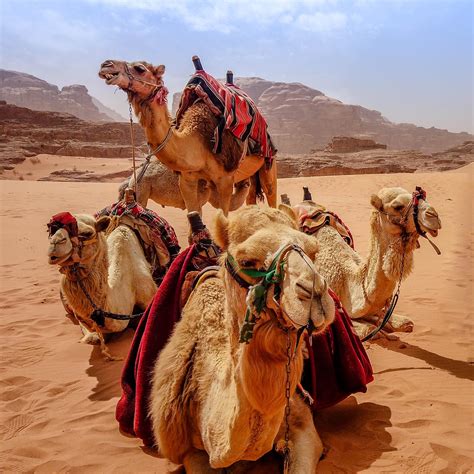 Vector poster camel and bedouin in the sahara. What do you guys think of this photo I took with my osmo ...