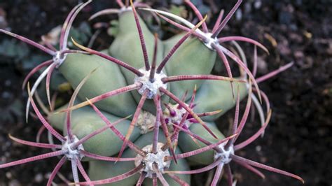 Mexikói kaktuszokra bukkantak a Pilisben | nlc