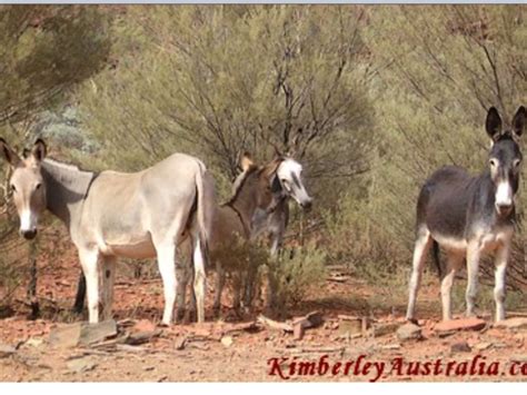 Introduced species such as foxes, rabbits and cats are a gambusia were introduced to australia in the 1920's as an aquarium fish and later used, unsuccessfully, to control mosquitos in waterways. Feral Donkey. Donkeys were introduced into Australia in ...