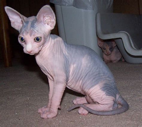 We will continue to provide updates as we learn. Hairless Sphynx Kittens for Adoption
