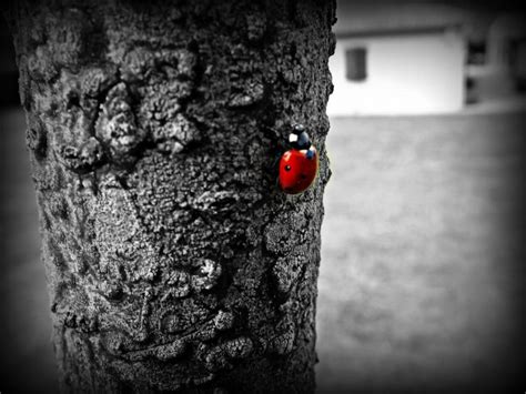 C'est pourquoi, le fond d'écran noir et blanc est un choix stylé et balancé. Fonds d'écran Animaux > Fonds d'écran Insectes ...