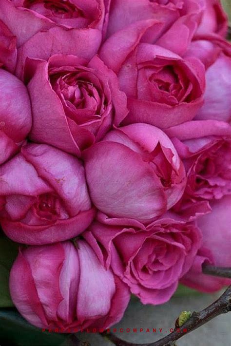 They carry a strong, fresh citrus scent. Rose Yves Piaget