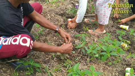 Cara membuat parfum bervariasi, tergantung bahan yang dipakai. Tanaman Nilam (Sapphire plant) Pagimana_Desa Dongkalan ...