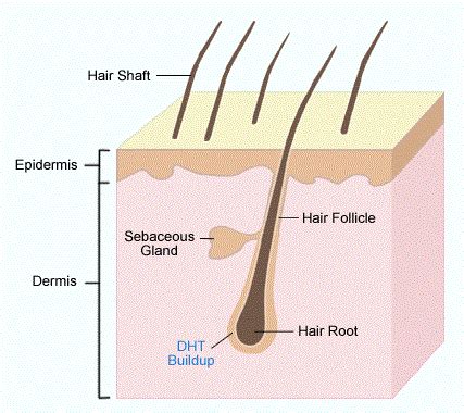 Low testosterone is also a contributing factor in hair loss, weight gain and decreased bone density. How to overcome Pornography and Masturbation Addiction