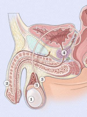 11 972 male reproductive organ stock photos pictures royalty free images istock. Male Anatomy and the Reproductive System - Men's Health ...