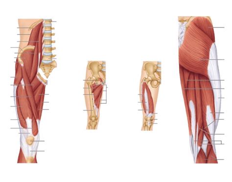 Upper thigh muscles ct anatomy : upper leg posterior and anterior muscular anatomy