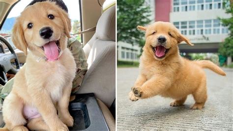 As a sporting breed, the golden retriever is energetic and active. Funniest & Cutest Golden Retriever Puppies