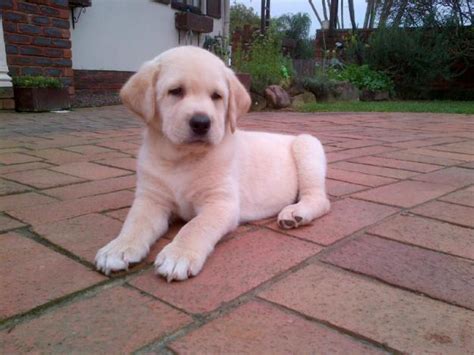 Maybe you would like to learn more about one of these? Golden Retriever For Sale In Sri Lanka - petfinder