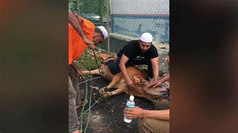 Hari raya kurban atau biasa kita sebut idul adha yang kita peringati tiap tahun tak bisa terlepas dari kisah nabi ibrahim sebagaimana terekam dalam surat dengan penuh ketulusan, nabi ibrahim menapaki jalan pendekatan diri kepada allah sebagaimana makna qurban, yakni pendekatan diri. Day of Sacrifice , Hari Raya Qurban 2019 - YouTube