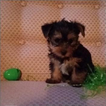 Specializing in toy teacup micro puppies for sale in florida since 1999! real micro teacup yorkies = come see in person in las ...