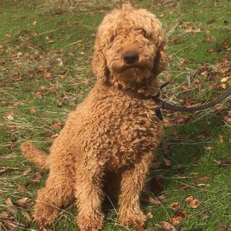 As well as the poodle and labrador retriever, they also have the curly coat retriever, english cocker spaniel, irish water spaniel, and american cocker spaniel. Mini Goldendoodle Puppies and Mini Australian Labradoodle ...