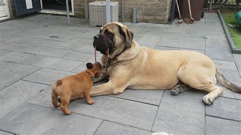 In fact, he demands it! French Bulldog vs English Mastiff playing - YouTube