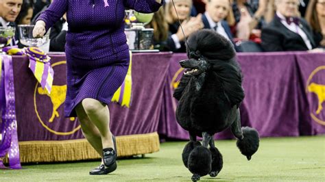 There are dating apps for just about every kind of dater. Westminster dog show moving venues amid pandemic ...