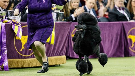 It may not be as adorable as, say, the puppy bowl. Westminster dog show moving venues amid pandemic ...