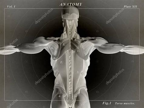 Check spelling or type a new query. Muscles Of The Torso Back / Muscles Move And Support The ...