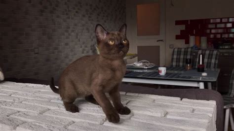 Tiny tiny kat au masterpost. Sable burmese kitten female - YouTube