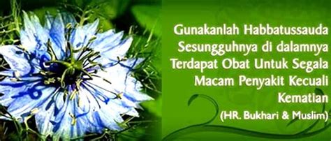 Habbatussauda adalah biji dari tanaman jintan hitam. Inilah Berbagai Macam Manfaat & Khasiat Habbatussauda ...