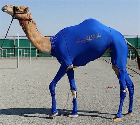 Camel racing is a popular sport in western asia, north africa, the horn of africa, pakistan, mongolia and australia. Compression Suits for Camels - Neatorama