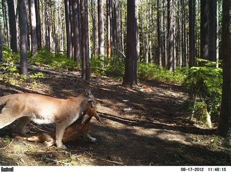 What age do deer lose their spots? Trail Cam Captures Cougar Killing Fawn | Hunting