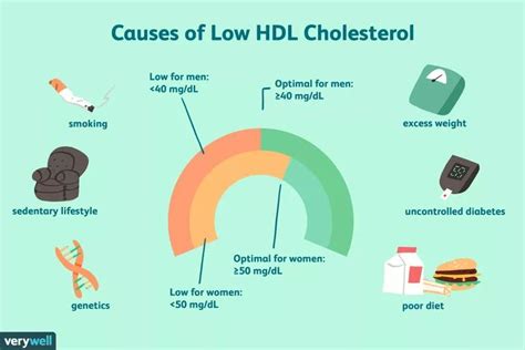 Do you need medicine right now or can you get those numbers down with healthier habits? What Causes Low HDL Cholesterol Levels? | Hdl cholesterol ...