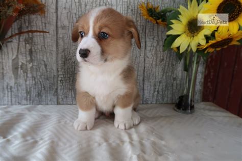 We do meet people to deliver puppies if. Banjo: Welsh Corgi, Pembroke puppy for sale near Northern Michigan, Michigan. | 68b7d0b5-4251