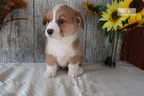 Check out our corgi puppy selection for the very best in unique or custom, handmade pieces from our shops. Banjo: Welsh Corgi, Pembroke puppy for sale near Northern ...