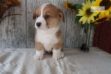 If you have never owned a doodle or been around one, these dogs are one in a million. Banjo: Welsh Corgi, Pembroke puppy for sale near Northern ...