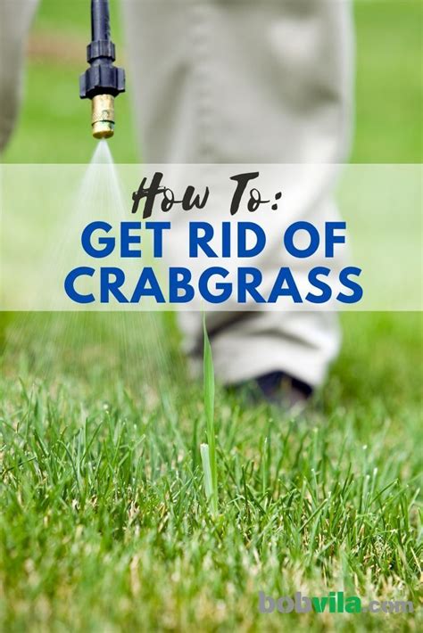 Aim to do this prior to the seeds. How To: Get Rid of Crabgrass in 2020 | Crab grass, Lawn ...
