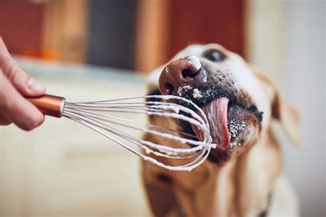 Their digestive system cannot process dairy foods, and the result can be digestive upset with diarrhea. Can Dogs Eat Whipped Cream? Is Whipped Cream Safe for Dogs ...