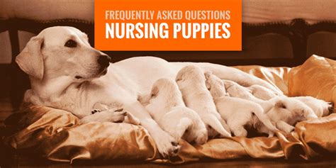 The process of weaning puppies off takes several weeks, generally a month, to fully be completed regardless of the type of solid food given (homemade, kibble, canned, raw.) the dog breeder is a cornerstone throughout the weaning process and needs to keep track of how much food is given. Nursing Puppies — Most Frequently Asked Questions